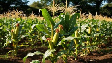 Cultivation-of-maize. Jpg