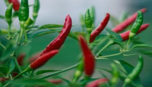 Chilli-cultivation-2. Jpeg