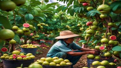 Guava-gardening. Jpeg