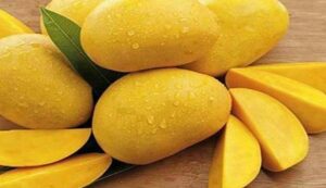 Organic-farming-of-chaunsa-mango. Jpeg