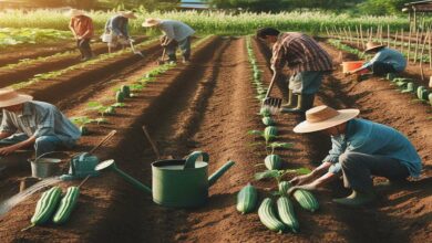 Ridge-gourd-farming. Jpeg