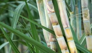 Sugarcane-cultivation-2. Jpeg