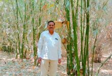 Bamboo cultivation