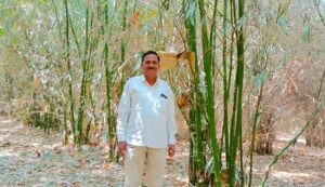 Bamboo cultivation