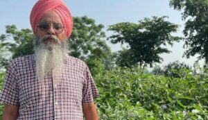 Cultivation of black carrot