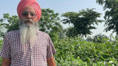 Cultivation of black carrot