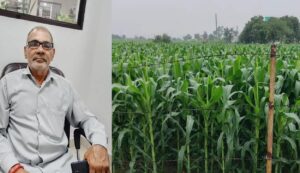 Cultivation of sweet corn