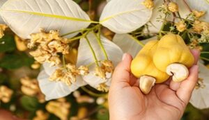 New variety of cashew