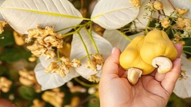 New variety of cashew