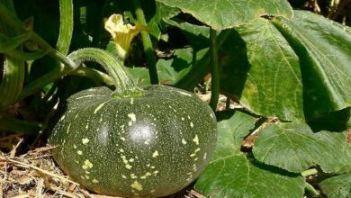 Pumpkin-cultivation. Jpeg