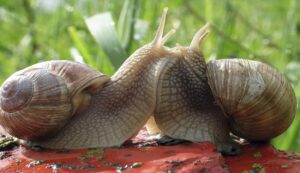 Snail farming