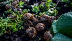 Snail farming