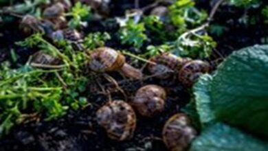 Snail farming