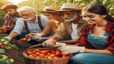 Tomato farming