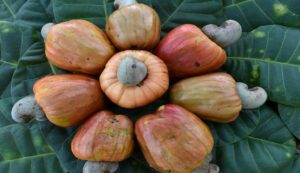 Cashew cultivars nethra jumbo-2