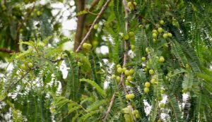 Amla cultivation