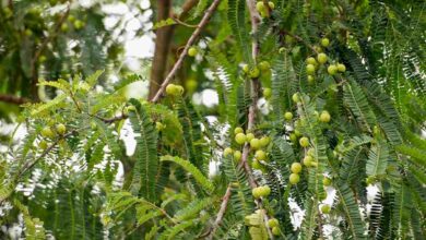 Amla cultivation