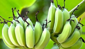 Banana cultivation