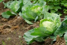 Cabbage farming