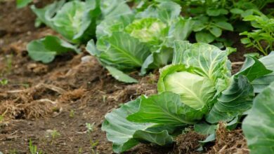 Cabbage farming