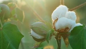 Cotton crop