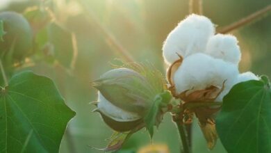 Cotton crop