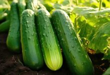 Cucumbers cultivation