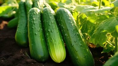 Cucumbers cultivation