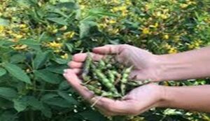 Cultivation of pigeon pea