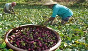 Cultivation of water chestnut