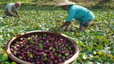 Cultivation of water chestnut