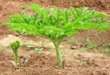 Cultivation of yam