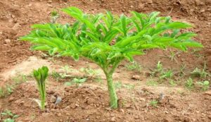 Cultivation of yam