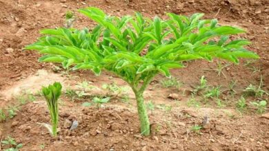 Cultivation of yam