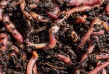 Earthworm compost