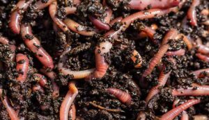 Earthworm compost