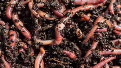 Earthworm compost