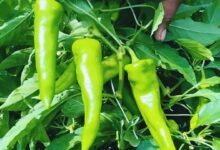 Green chilli farming