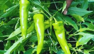 Green chilli farming