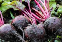 Harvest beetroot