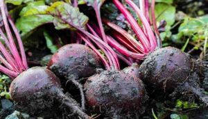 Harvest beetroot