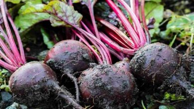 Harvest beetroot