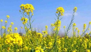 Mustard varieties