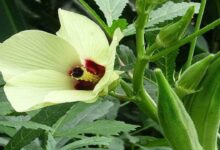 Okra cultivation