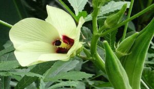 Okra cultivation