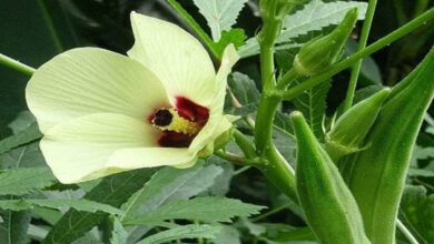 Okra cultivation