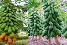 Papaya cultivation