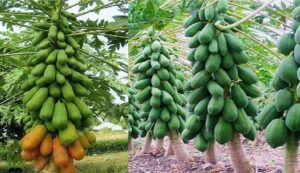 Papaya cultivation