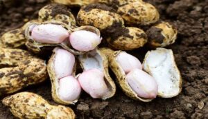 Peanut cultivation