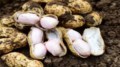 Peanut cultivation